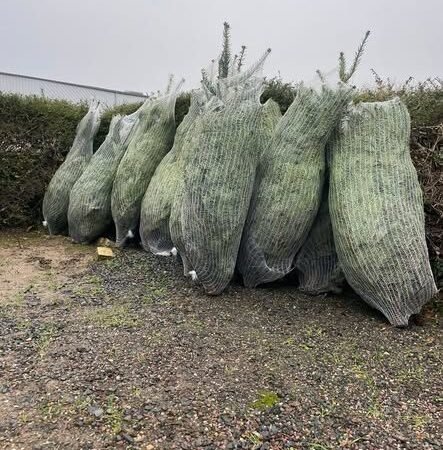 Les sapins de Noel commandes par les familles, prets a etre retires au local de l'association.