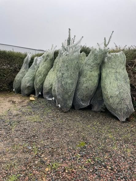 Les sapins de Noel commandes par les familles, prets a etre retires au local de l'association.